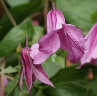 Cut Flowers